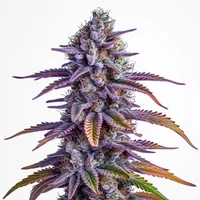Glookies Auto - Seeds Pack: 6-samen