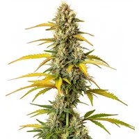 GMO - Seeds Pack: 3-samen