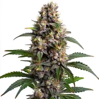 Godfather OG - Seeds Pack: 6-samen