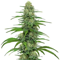 Gorilla Glue 4 - Seeds Pack: 3-samen