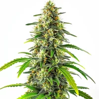 Gorilla Glue Regular - Seeds Pack: 6-samen