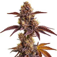 Gorilla Sherbet - Seeds Pack: 3-samen