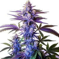 Grand Daddy Purple Fast Version - Seeds Pack: 6-samen