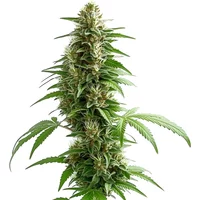 Green Crack Auto - Seeds Pack: 3-samen