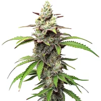 Gush Mints - Seeds Pack: 6-samen