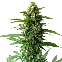 Jack Herer - Seeds Pack: 3-samen