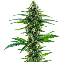 Khalifa Kush - Seeds Pack: 9-samen