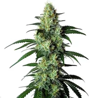Louis XIII - Seeds Pack: 3-samen