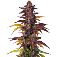 LSD Auto - Seeds Pack: 9-samen
