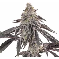 MAC - Seeds Pack: 3-samen