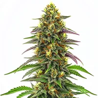 Maui Waui - Seeds Pack: 25-samen
