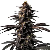 Miracle Alien Cookies - Seeds Pack: 6-samen