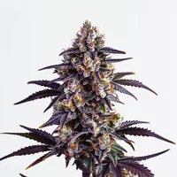 Motor Breath - Seeds Pack: 3-samen