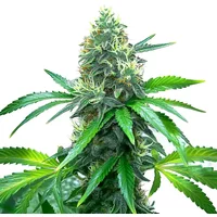 OG Kush - Seeds Pack: 25-samen