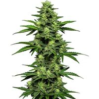 OG Kush Auto - Seeds Pack: 3-samen