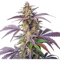 Peanut Butter Breath - Seeds Pack: 3-samen