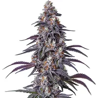 Purple Haze - Seeds Pack: 25-samen