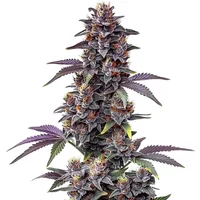 Purple Haze Auto - Seeds Pack: 3-samen