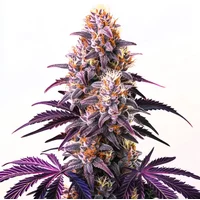 Purple Kush - Seeds Pack: 6-samen