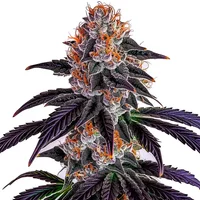 Sirius Black Samen - Seeds Pack: 3-samen
