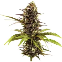 Sleepy Joe - Seeds Pack: 3-samen
