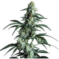 Sour Diesel - Seeds Pack: 3-samen