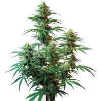 Sour Diesel Auto - Seeds Pack: 6-samen