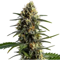 Stoned Panda - Seeds Pack: 25-samen