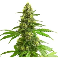Super Lemon Haze - Seeds Pack: 3-samen