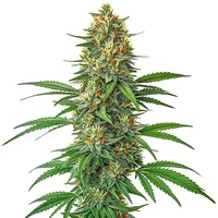 Tangie Autoflower - Seeds Pack: 6-samen
