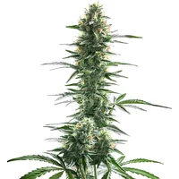 Trainwreck Fast Version - Seeds Pack: 9-samen