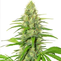 White Widow - Seeds Pack: 3-samen