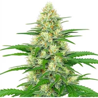 White Widow Autoflower - Seeds Pack: 3-samen