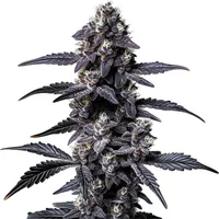 Zoap - Seeds Pack: 6-samen