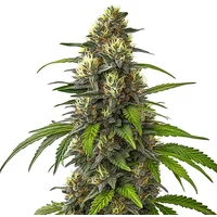 Cafe Racer Autoflower - Seeds Pack: 9-samen