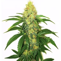 AK 47 - Seeds Pack: 6-samen