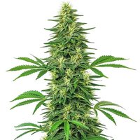 Alien OG - Seeds Pack: 3-samen