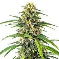 Amnesia Haze - Seeds Pack: 3-samen