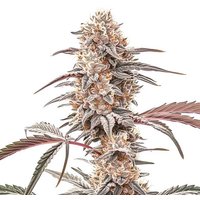 Biscotti - Seeds Pack: 6-samen