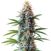 Blue Cheese - Seeds Pack: 6-samen