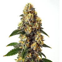 Bubba Kush - Seeds Pack: 3-samen
