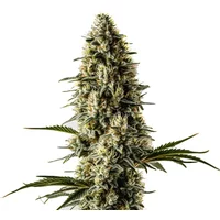 Bubblegum - Seeds Pack: 3-samen