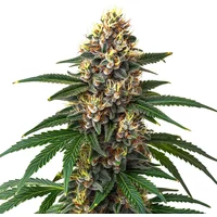 Candy Kush - Seeds Pack: 25-samen