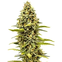 Cheese Auto - Seeds Pack: 25-samen