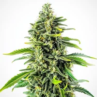 Cheese Fast Version - Seeds Pack: 6-samen