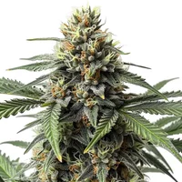 Cr+ - Seeds Pack: 25-samen