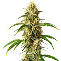 Critical Auto - Seeds Pack: 3-samen