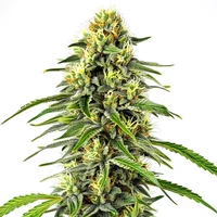 Diesel Auto - Seeds Pack: 25-samen