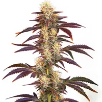 Grape Ape - Seeds Pack: 25-samen