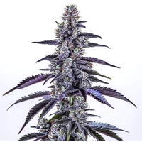 Grape Ape Auto - Seeds Pack: 1-samen